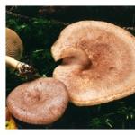 Как выглядят и где растут грибы млечники Млечник золотистый